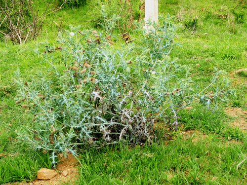 One heck of a Thistle bush.